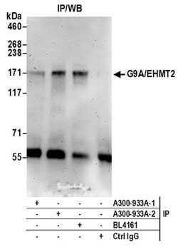G9A/EHMT2 Rabbit anti-Human, Polyclonal, Bethyl Laboratories 100 &mu;L;