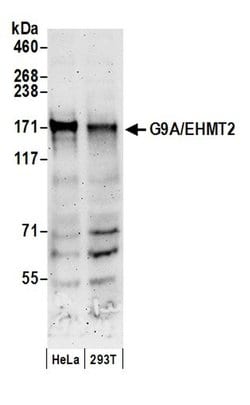 G9A/EHMT2 Rabbit anti-Human, Polyclonal, Bethyl Laboratories 100 &mu;L;