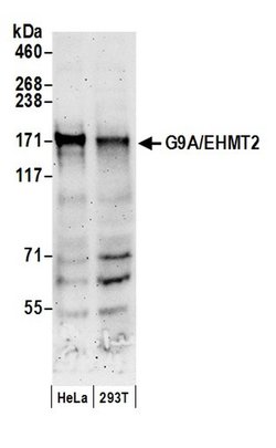 G9A/EHMT2 Polyclonal Antibody, Bethyl Laboratories:Antibodies:Primary Antibodies