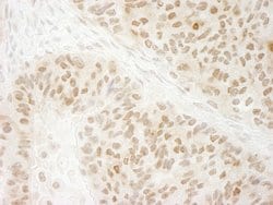 G9A/EHMT2 Polyclonal Antibody, Bethyl Laboratories 10 &mu;L; Unconjugated:Antibodies,