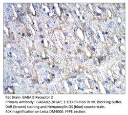 GABA B Receptor 2 Rabbit anti-Human, Mouse, Rat, Polyclonal, FabGennix