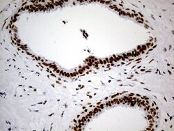 GABPB1 Mouse anti-Human, Clone: OTI7A7, lyophilized, TrueMAB 100 &mu;g;