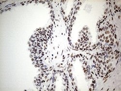 GABPB1 Mouse anti-Human, Clone: OTI7A7, lyophilized, TrueMAB 100 &mu;g;