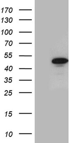 GABPB1 Mouse anti-Human, Clone: OTI4H6, liquid, TrueMAB 100 &mu;L; Unconjugated:Antibodies,