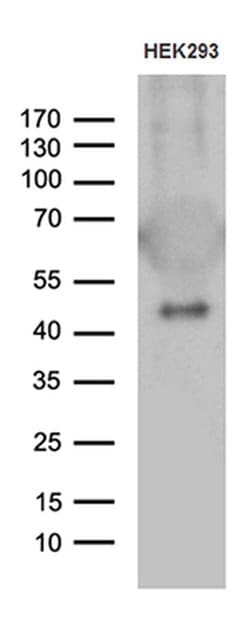 GABPB1 Mouse anti-Human, Clone: OTI4H6, liquid, TrueMAB 100 &mu;L; Unconjugated:Antibodies,