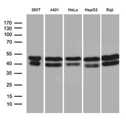 GABPB1 Mouse anti-Human, Clone: OTI7A7, TrueMAB , Origene 30 &mu;L | Buy Online | Origene Technologies | Fisher Scientific