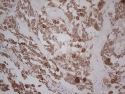 GABRA5 Monoclonal Antibody (OTI1G9), TrueMAB , OriGene 30 &mu;L; Unconjugated:Antibodies,
