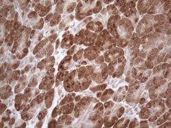 GABRA5 Monoclonal Antibody (OTI3H7), TrueMAB , OriGene 30 &mu;L | Buy Online | Origene Technologies | Fisher Scientific