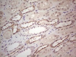 GABRA5 Monoclonal Antibody (OTI1G5), TrueMAB , OriGene:Antibodies:Primary
