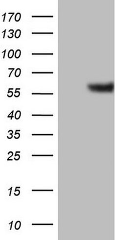 GABRA5 Monoclonal Antibody (OTI1G9), TrueMAB , OriGene 30 &mu;L; Unconjugated:Antibodies,