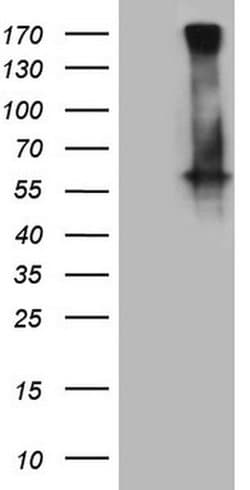 GABRA5 Monoclonal Antibody (OTI3H7), TrueMAB , OriGene 30 &mu;L | Buy Online | Origene Technologies | Fisher Scientific