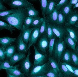 Invitrogen&trade;&nbsp;Goat anti-Chicken IgY (H+L) Cross-Adsorbed Secondary Antibody, Alexa Fluor&trade; Plus 405