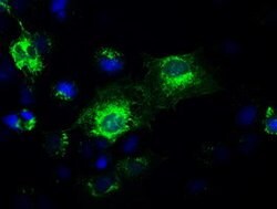GAD1 Mouse anti-Canine, Human, Clone: OTI3H2, lyophilized, TrueMAB 100