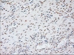 GAD1 Mouse anti-Canine, Human, Clone: OTI3H2, lyophilized, TrueMAB 100