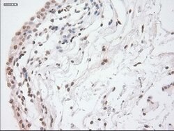 GAD1 Mouse anti-Canine, Human, Clone: OTI3H2, lyophilized, TrueMAB 100