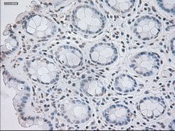 GAD1 Mouse anti-Canine, Human, Clone: OTI3H2, lyophilized, TrueMAB 100