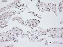 GAD1 Mouse anti-Canine, Human, Clone: OTI3H2, lyophilized, TrueMAB 100