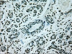 GAD1 Mouse anti-Human, Clone: OTI5D8, liquid, TrueMAB 100 &mu;L; Unconjugated:Antibodies,
