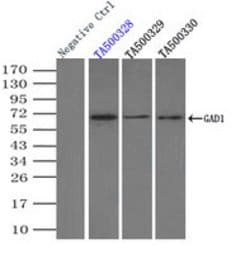 GAD1 Mouse anti-Canine, Human, Clone: OTI3H2, lyophilized, TrueMAB 100