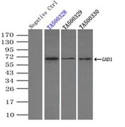 GAD1 Mouse anti-Canine, Human, Clone: OTI3H2, liquid, TrueMAB 100 &mu;L;