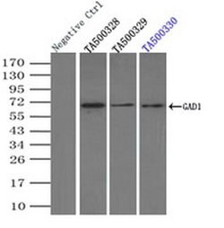 GAD1 Mouse anti-Human, Clone: OTI5D8, liquid, TrueMAB 100 &mu;L; Unconjugated:Antibodies,