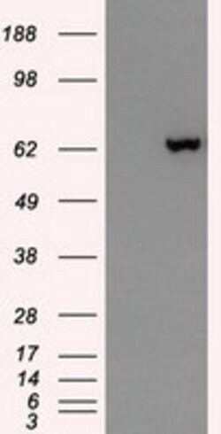 GAD1 Mouse anti-Canine, Human, Clone: OTI3H2, lyophilized, TrueMAB 100