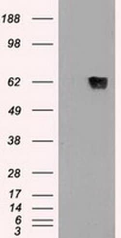 GAD1 Mouse anti-Human, Clone: OTI5D8, liquid, TrueMAB 100 &mu;L; Unconjugated:Antibodies,