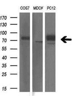 GAD1 Mouse anti-Human, Clone: OTI5D8, liquid, TrueMAB 100 &mu;L; Unconjugated:Antibodies,