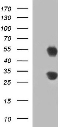 GADD45A Mouse anti-Human, Clone: OTI2B7, lyophilized, TrueMAB 100 &mu;g;