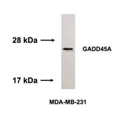Invitrogen GADD45A Monoclonal Antibody (D.81.E) 100 &mu;L; Unconjugated:Antibodies,