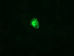 GADD45G Monoclonal Antibody (OTI1E4), TrueMAB , OriGene:Antibodies:Primary