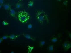 GADD45G Monoclonal Antibody (OTI1G2), TrueMAB , OriGene:Antibodies:Primary