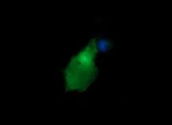 GADD45G Monoclonal Antibody (OTI2D2), TrueMAB , OriGene 100 &mu;L; Unconjugated:Antibodies,