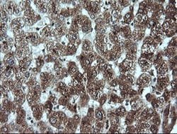 GADD45G Mouse anti-Human, Clone: OTI2F12, liquid, TrueMAB 30 &mu;L; Unconjugated:Antibodies,