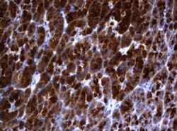 GADD45G Monoclonal Antibody (OTI2H6), TrueMAB , OriGene 30 &mu;L; Unconjugated:Antibodies,