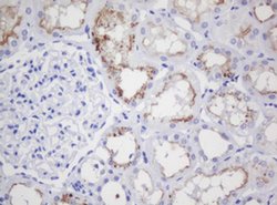 GADD45G Monoclonal Antibody (OTI2A12), TrueMAB , OriGene 30 &mu;L; Unconjugated:Antibodies,