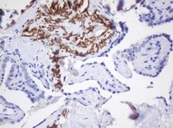 GADD45G Monoclonal Antibody (OTI2G6), TrueMAB , OriGene 30 &mu;L; Unconjugated:Antibodies,