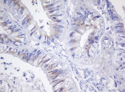 GADD45G Monoclonal Antibody (OTI2G6), TrueMAB , OriGene:Antibodies:Primary