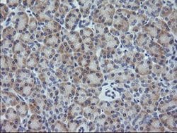 GADD45G Monoclonal Antibody (OTI1H10), TrueMAB , OriGene 100 &mu;L; Unconjugated:Antibodies,
