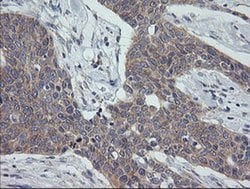 GADD45G Monoclonal Antibody (OTI1H10), TrueMAB , OriGene:Antibodies:Primary