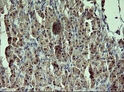 GADD45G Mouse anti-Human, Clone: OTI1D10, lyophilized, TrueMAB 100 &mu;g;