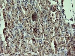 GADD45G Monoclonal Antibody (OTI1D10), TrueMAB , OriGene 30 &mu;L; Unconjugated:Antibodies,