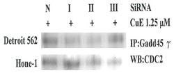 GADD45G Mouse anti-Human, Clone: OTI2F12, liquid, TrueMAB 30 &mu;L; Unconjugated:Antibodies,
