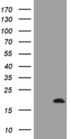 GADD45G Mouse anti-Human, Clone: OTI3A1, lyophilized, TrueMAB 100 &mu;g;