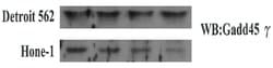 GADD45G Mouse anti-Human, Clone: OTI2F12, liquid, TrueMAB 30 &mu;L; Unconjugated:Antibodies,