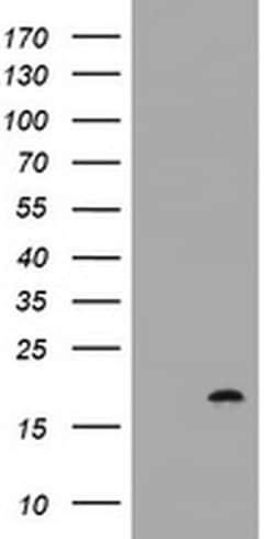 GADD45G Monoclonal Antibody (OTI4D6), TrueMAB , OriGene 100 &mu;L; Unconjugated:Antibodies,
