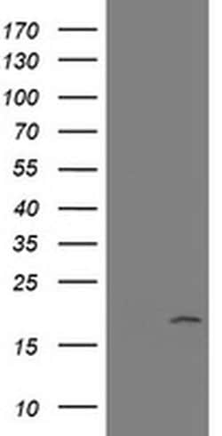 GADD45G Monoclonal Antibody (OTI2A12), TrueMAB , OriGene 30 &mu;L; Unconjugated:Antibodies,