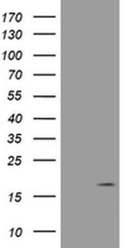 GADD45G Monoclonal Antibody (OTI1B7), TrueMAB , OriGene 30 &mu;L | Buy Online | OriGene | Fisher Scientific