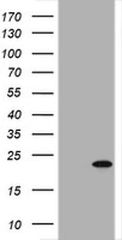 GADD45G Monoclonal Antibody (OTI2C1), TrueMAB , OriGene:Antibodies:Primary