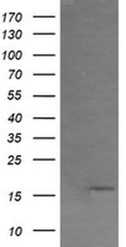 GADD45G Monoclonal Antibody (OTI1H10), TrueMAB , OriGene 100 &mu;L; Unconjugated:Antibodies,